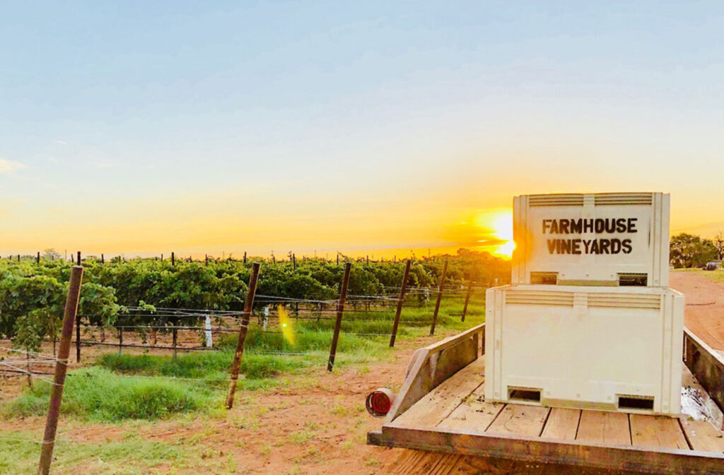 crates of picked grapes on the back of the truck