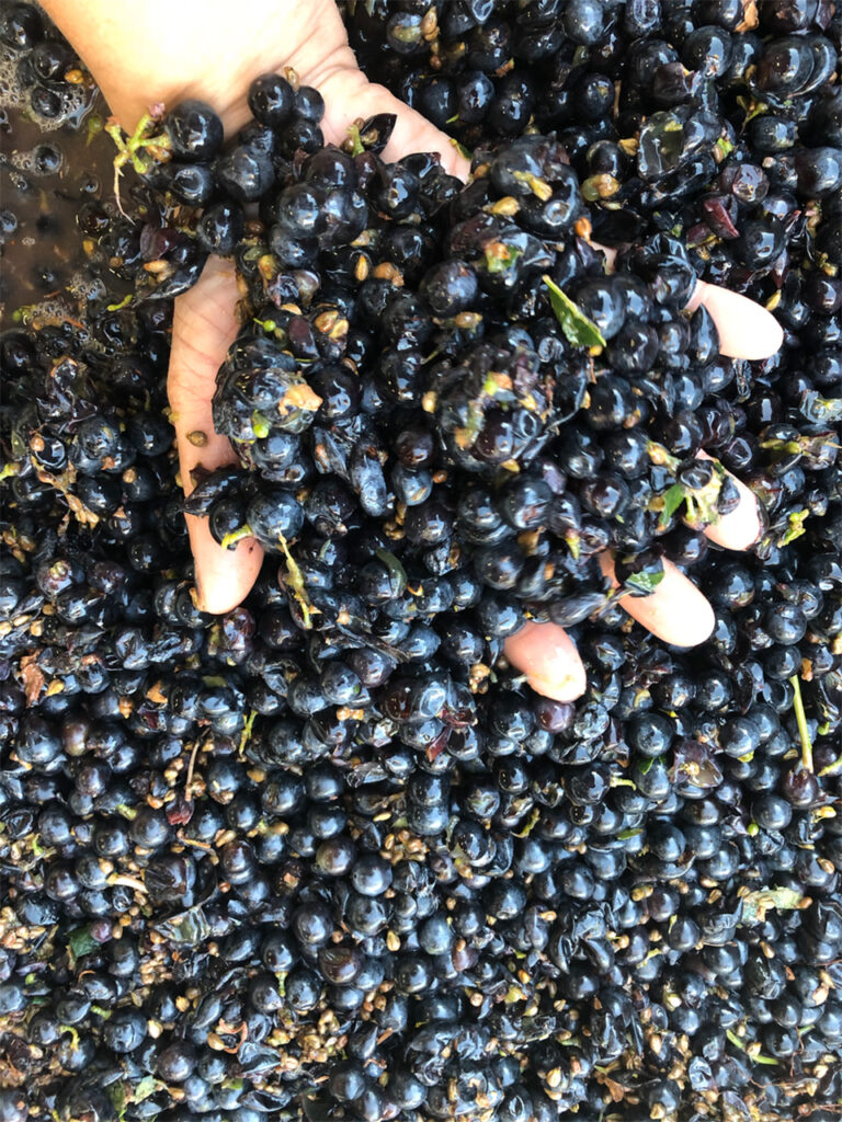 Hand holding grapes